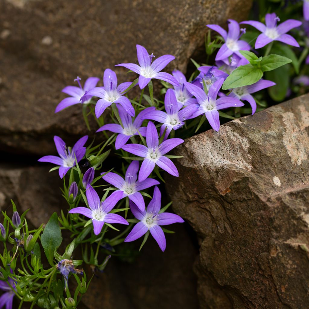 Campanula poscharskyana Adansa Purple - Campanula serba