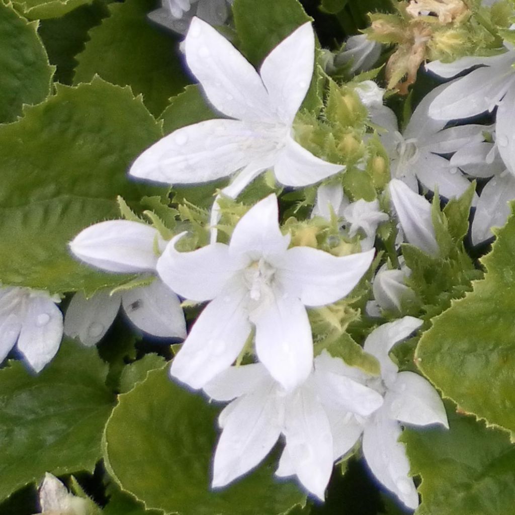 Campanula poscharskyana E.H. Frost - Campanule des Murets