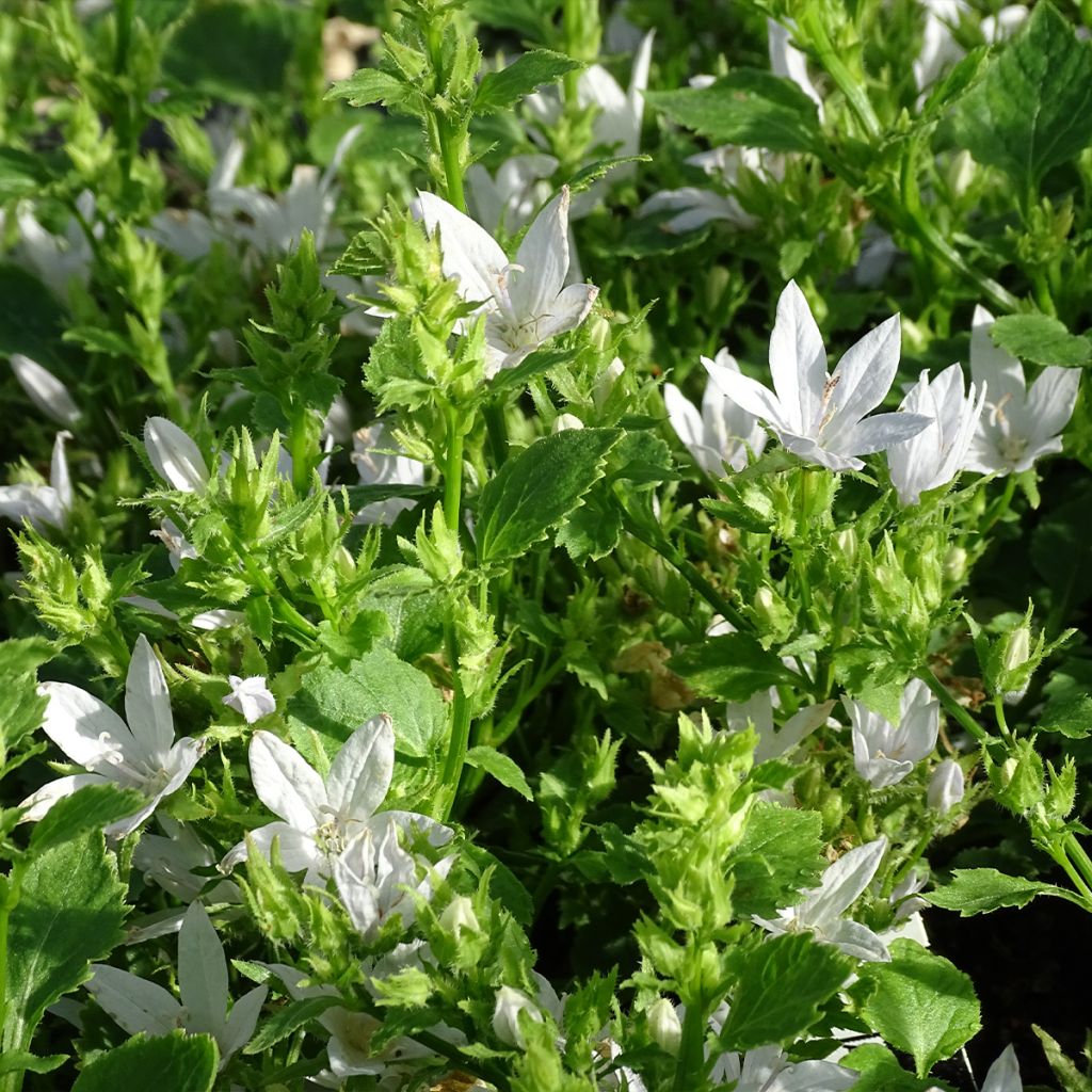 Campanula poscharskyana E.H. Frost - Campanule des Murets