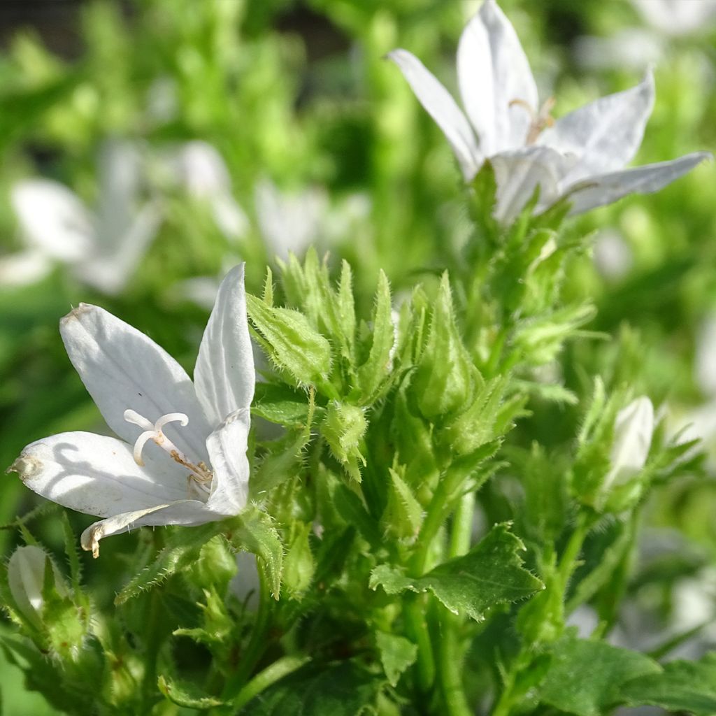 Campanula poscharskyana E.H. Frost - Campanule des Murets