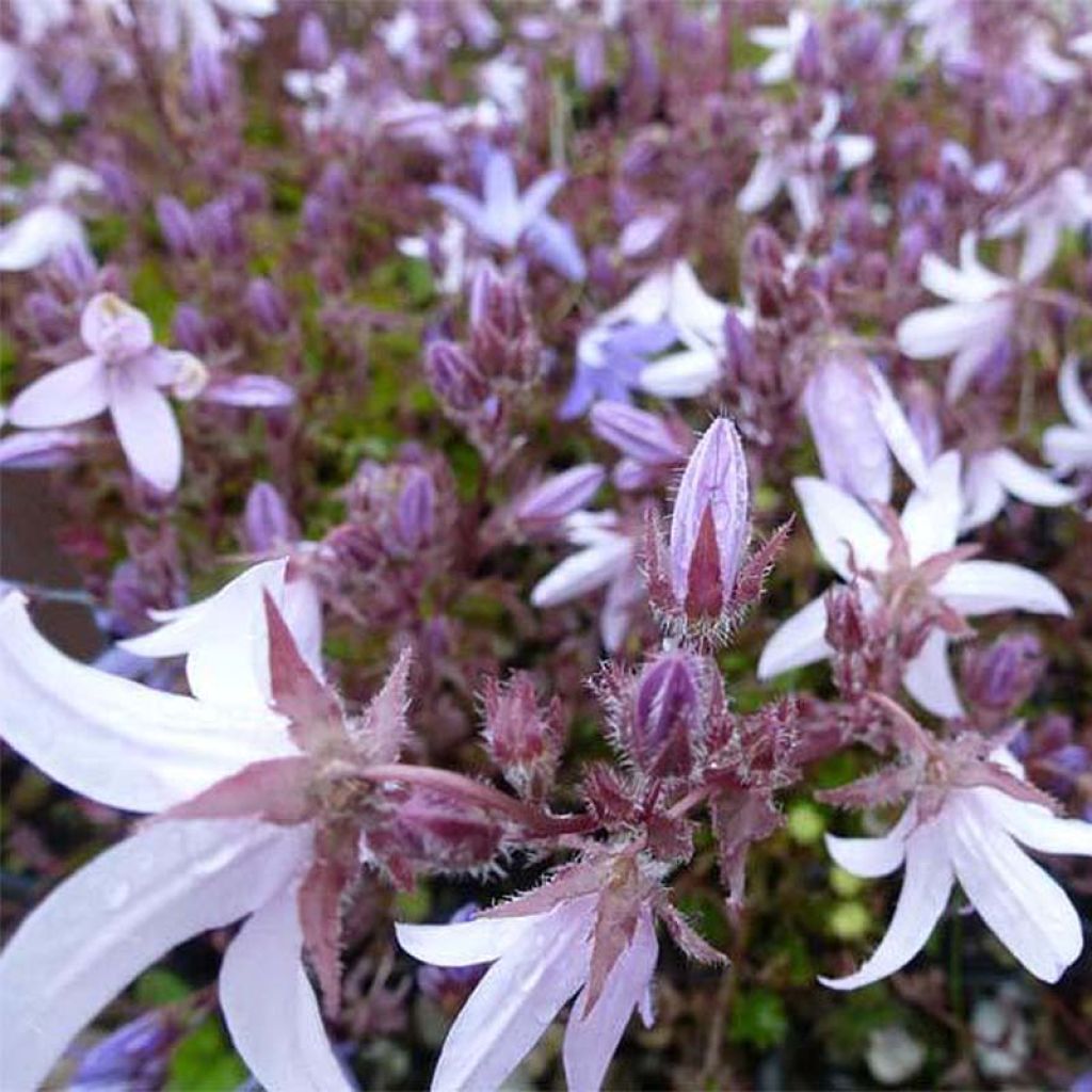 Campanula poscharskyana Lisduggan Variety - Campanule des Murets