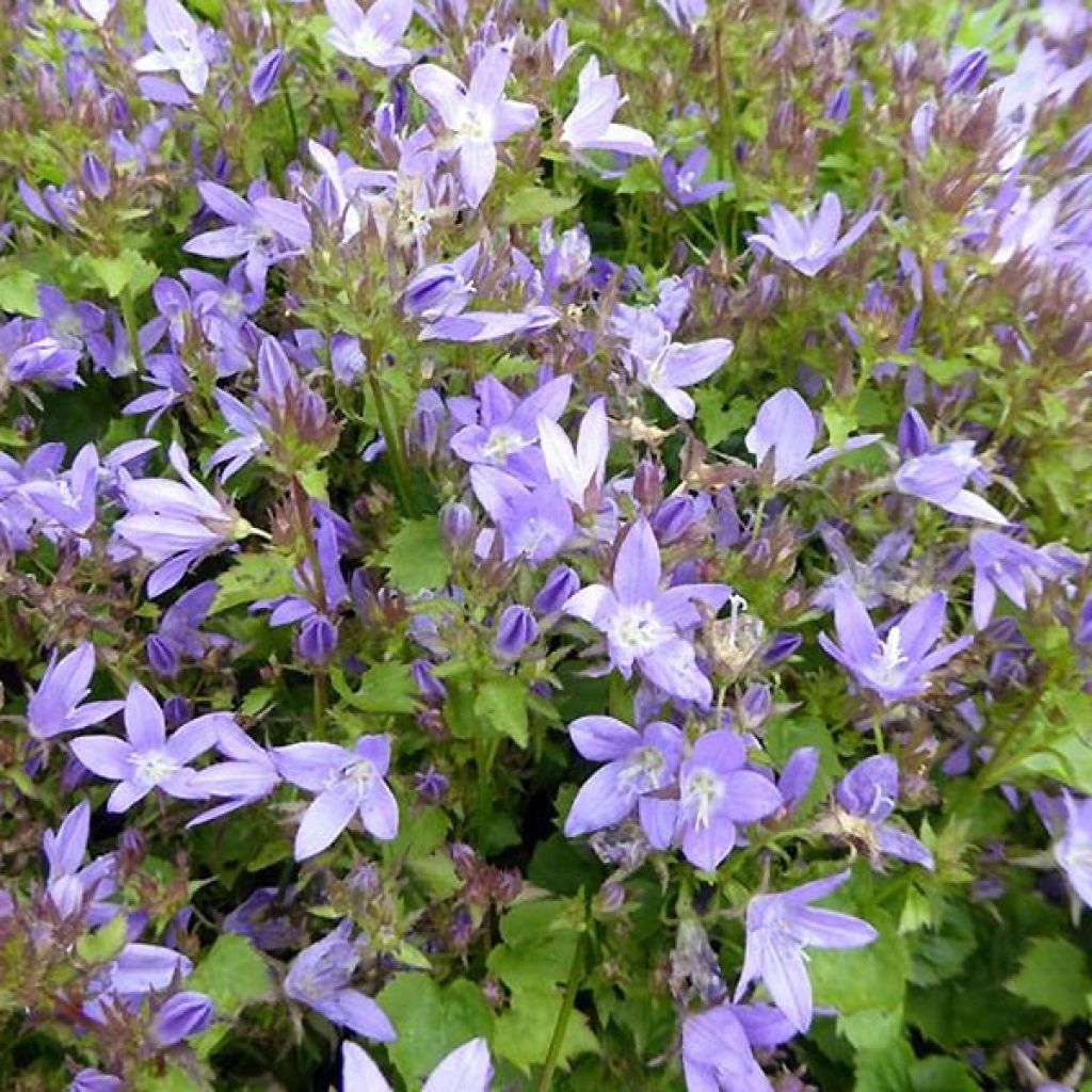 Campanula poscharskyana Trollkind - Campanula serba