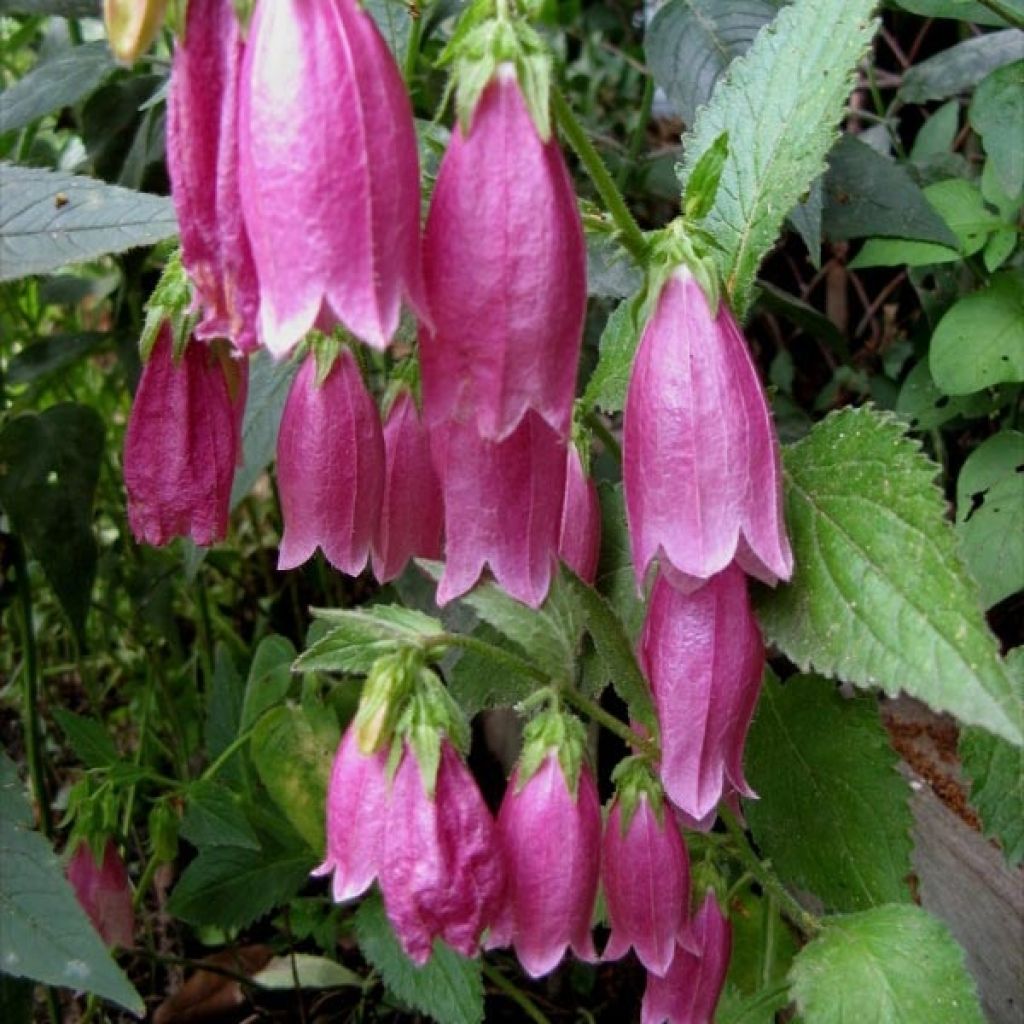 Campanula punctata Rubriflora - Campanule ponctuée