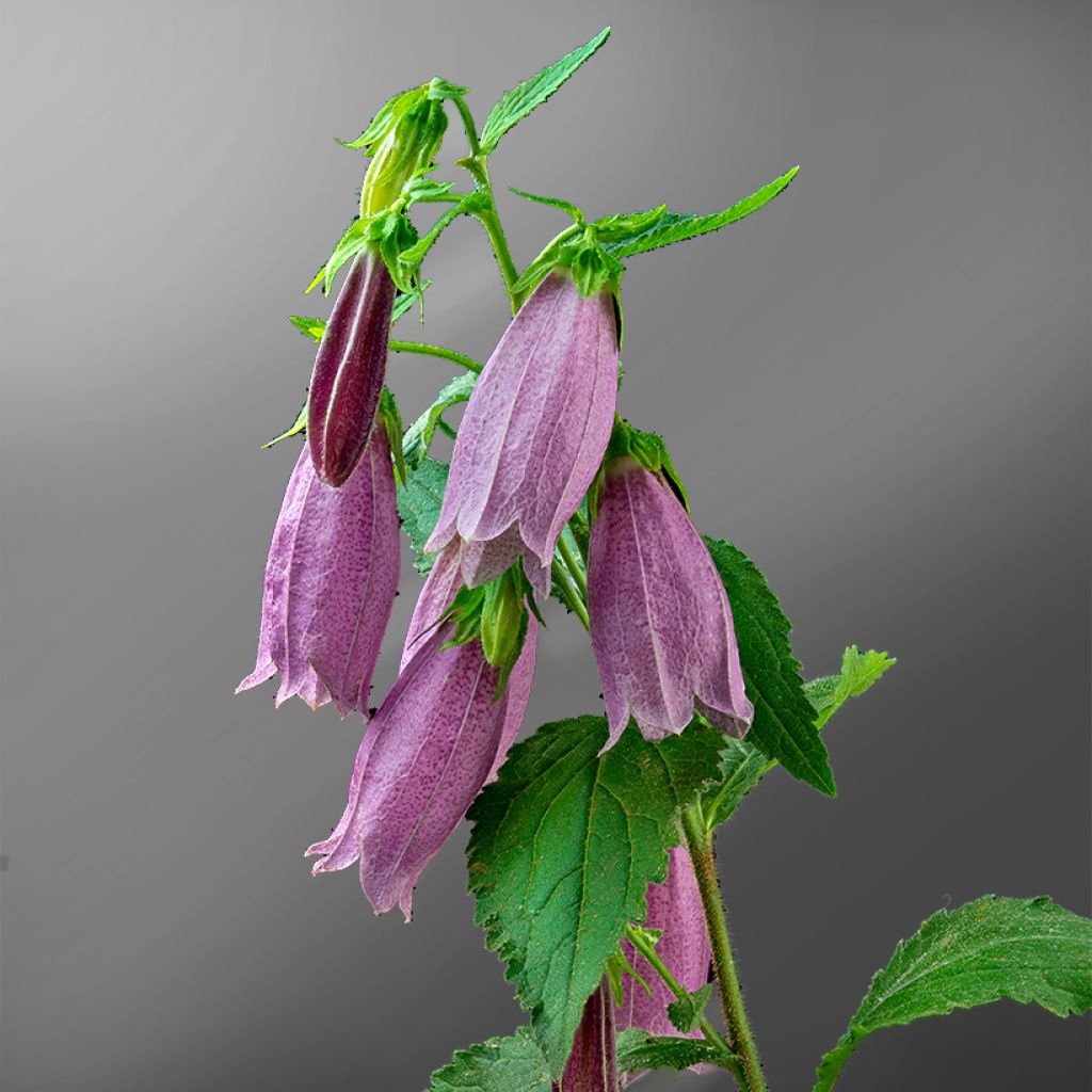 Campanula punctata Rubriflora