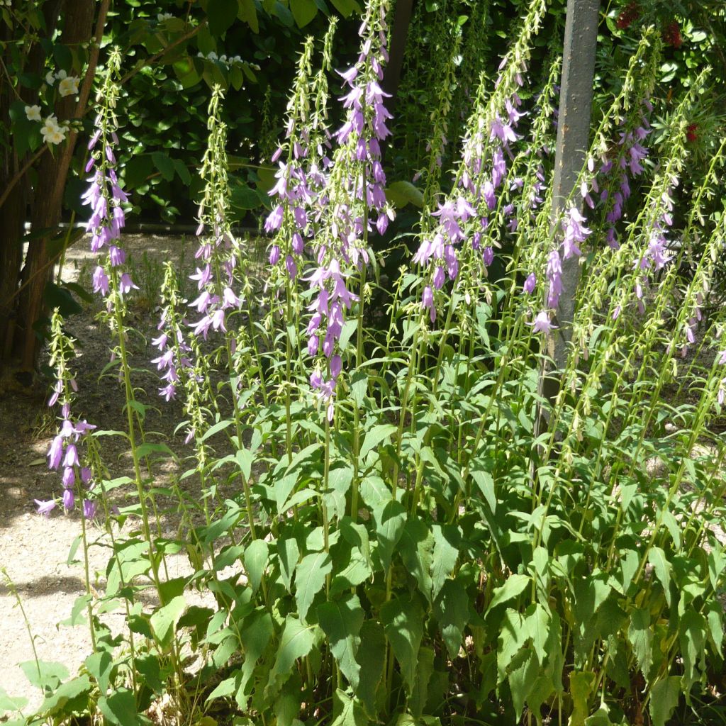 Campanula rapunculoides - Campanule fausse raiponce