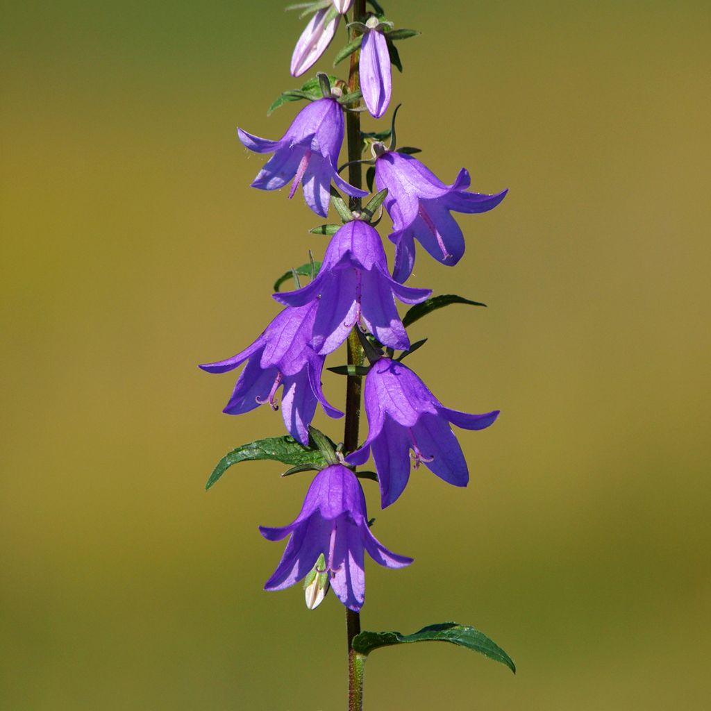 Campanula rapunculoides - Campanula serpeggiante