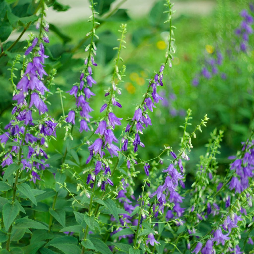 Campanula rapunculoides - Campanula serpeggiante