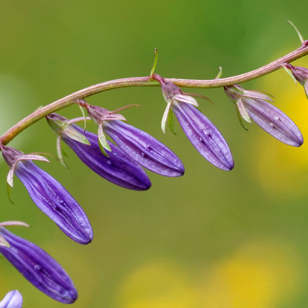 Campanula rapunculoides - Campanula serpeggiante