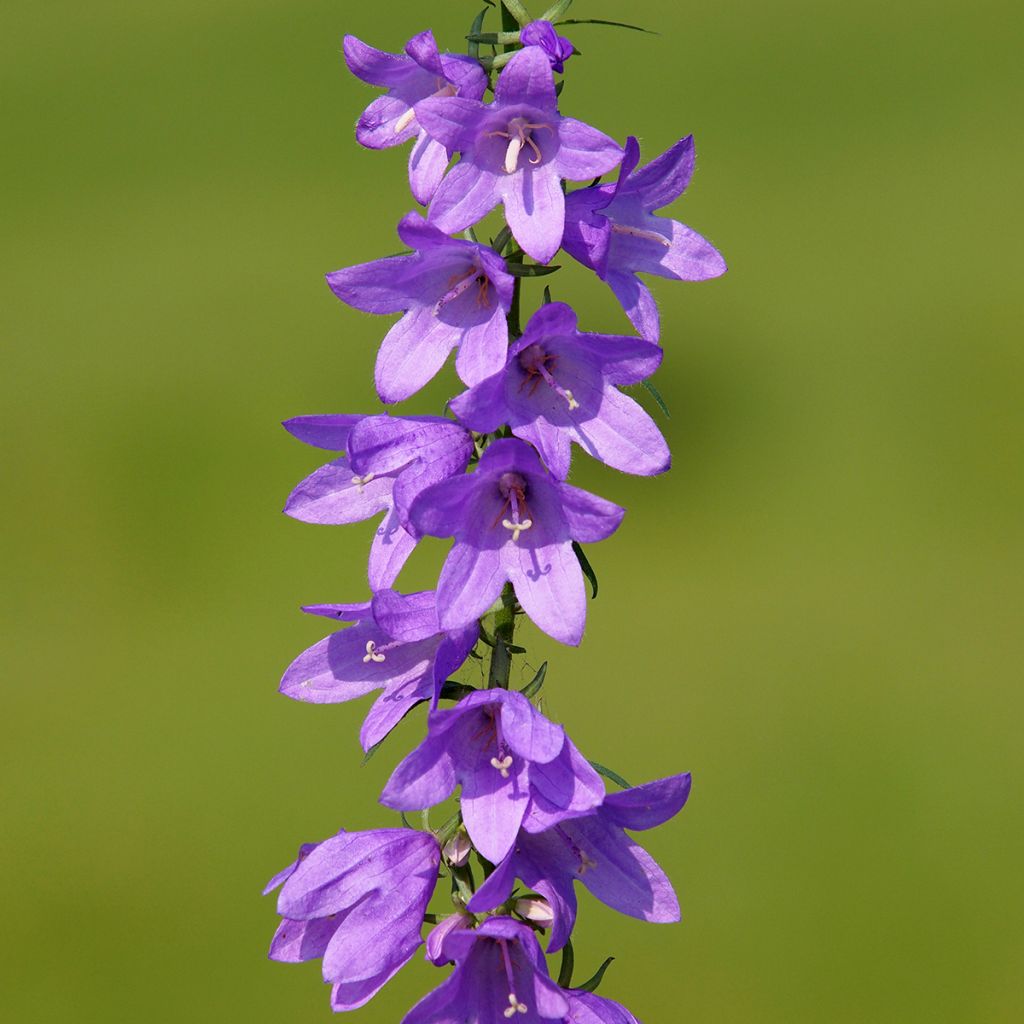 Campanula rapunculoides - Campanula serpeggiante