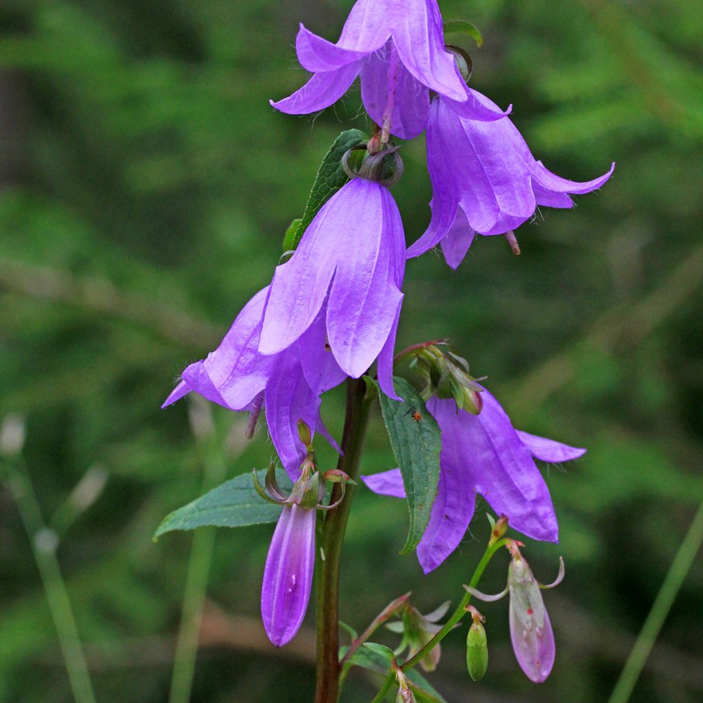 Campanula rapunculoides - Campanula serpeggiante