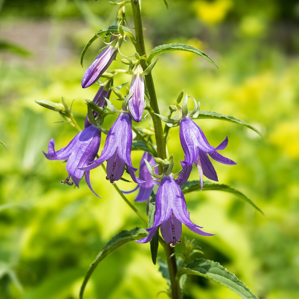 Campanula rapunculoides - Campanula serpeggiante