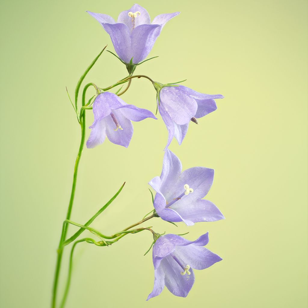 Campanula rotundifolia - Campanula soldanella