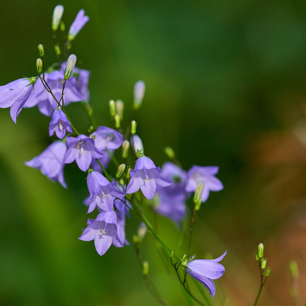 Campanula rotundifolia - Campanula soldanella