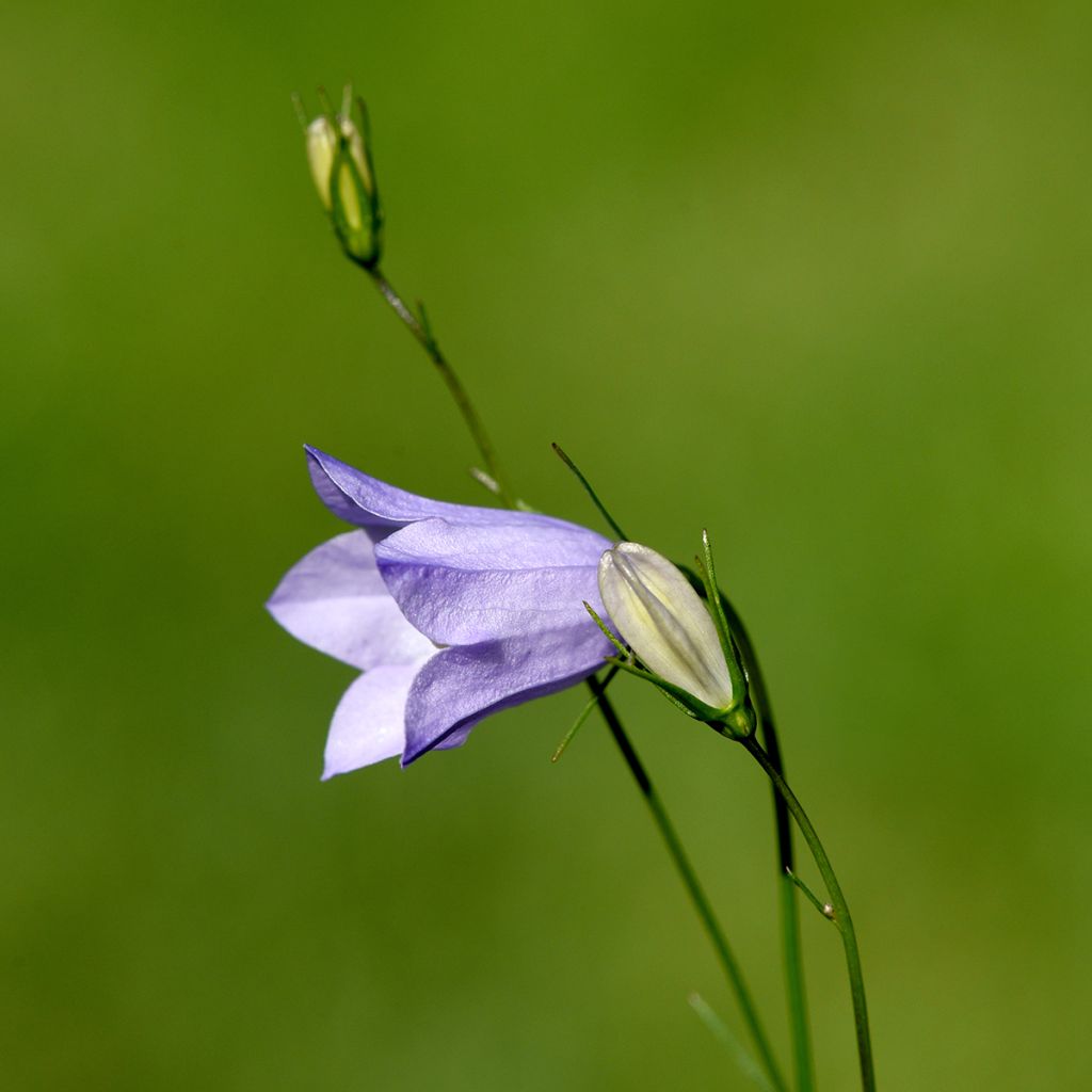 Campanula rotundifolia - Campanula soldanella