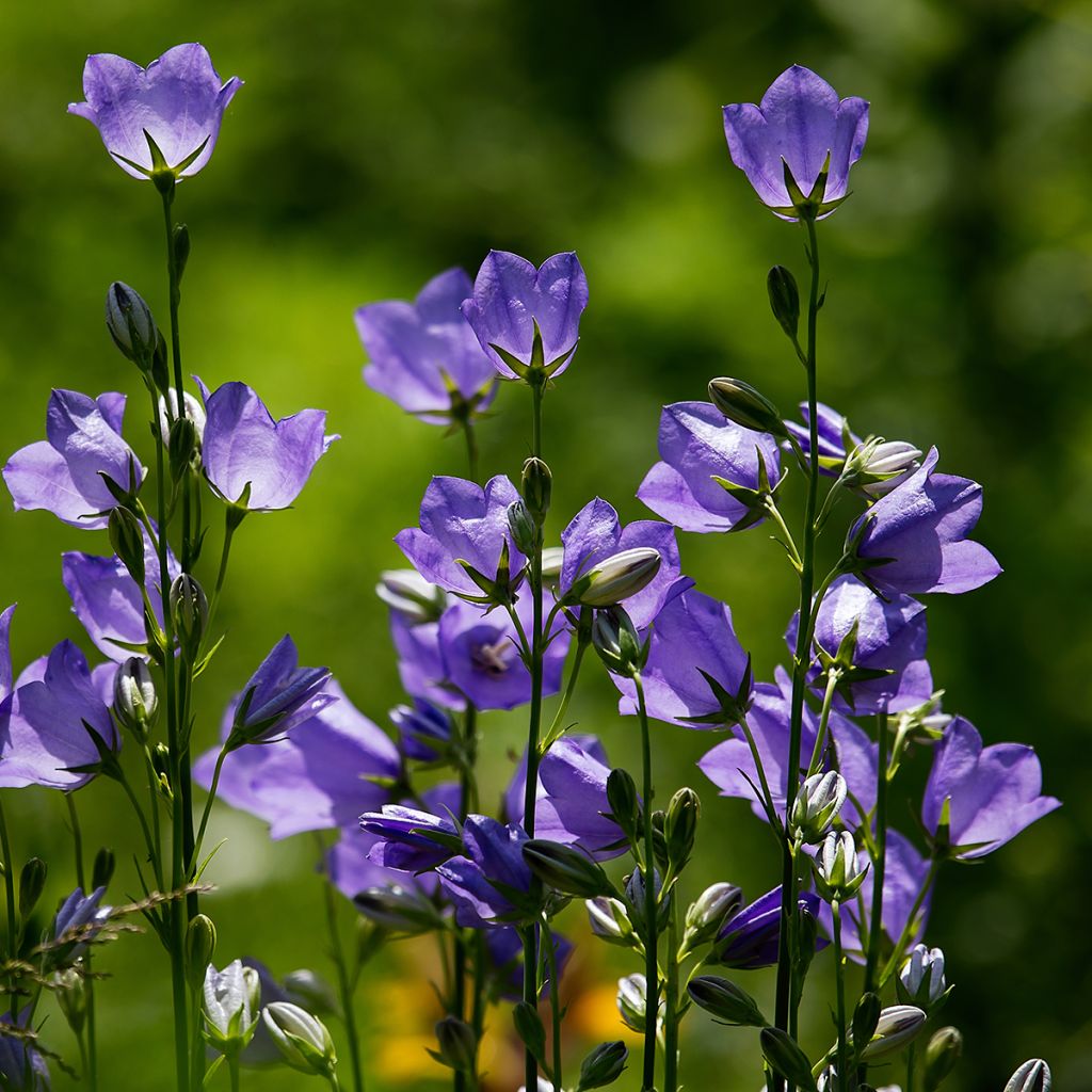 Campanula rotundifolia - Campanula soldanella