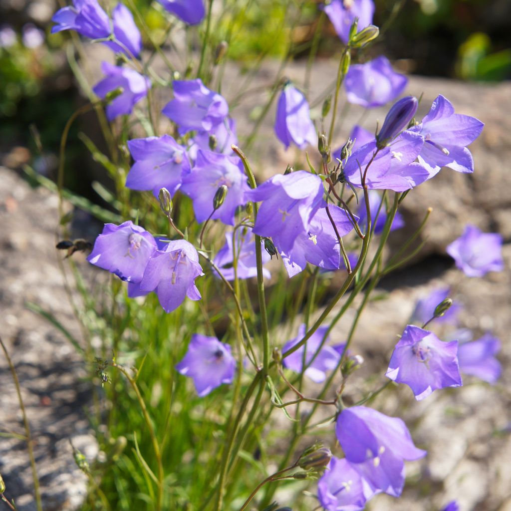 Campanula rotundifolia - Campanula soldanella