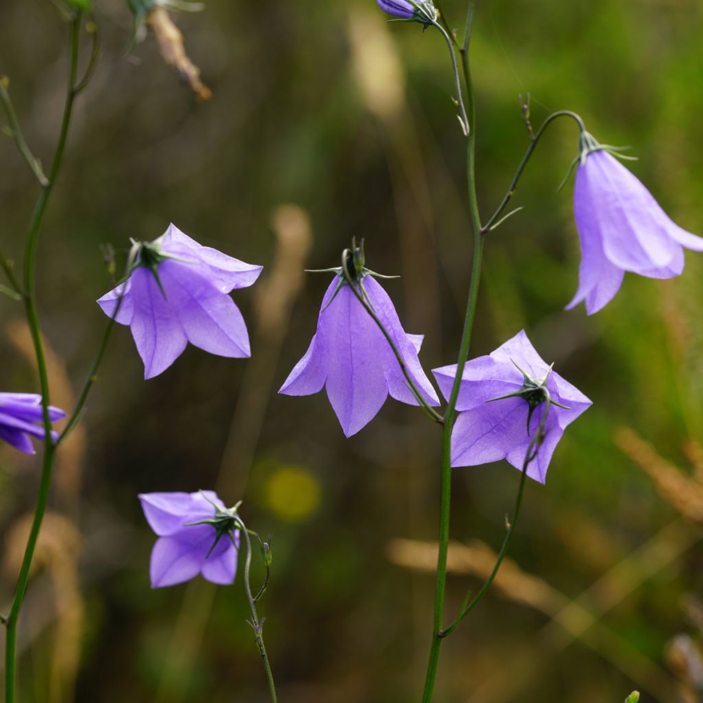 Campanula rotundifolia - Campanula soldanella