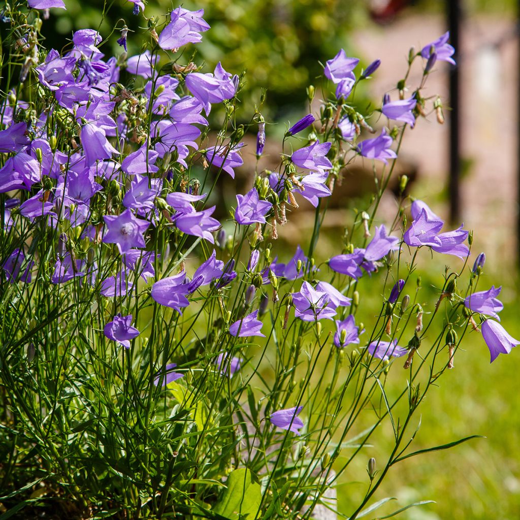 Campanula rotundifolia - Campanula soldanella