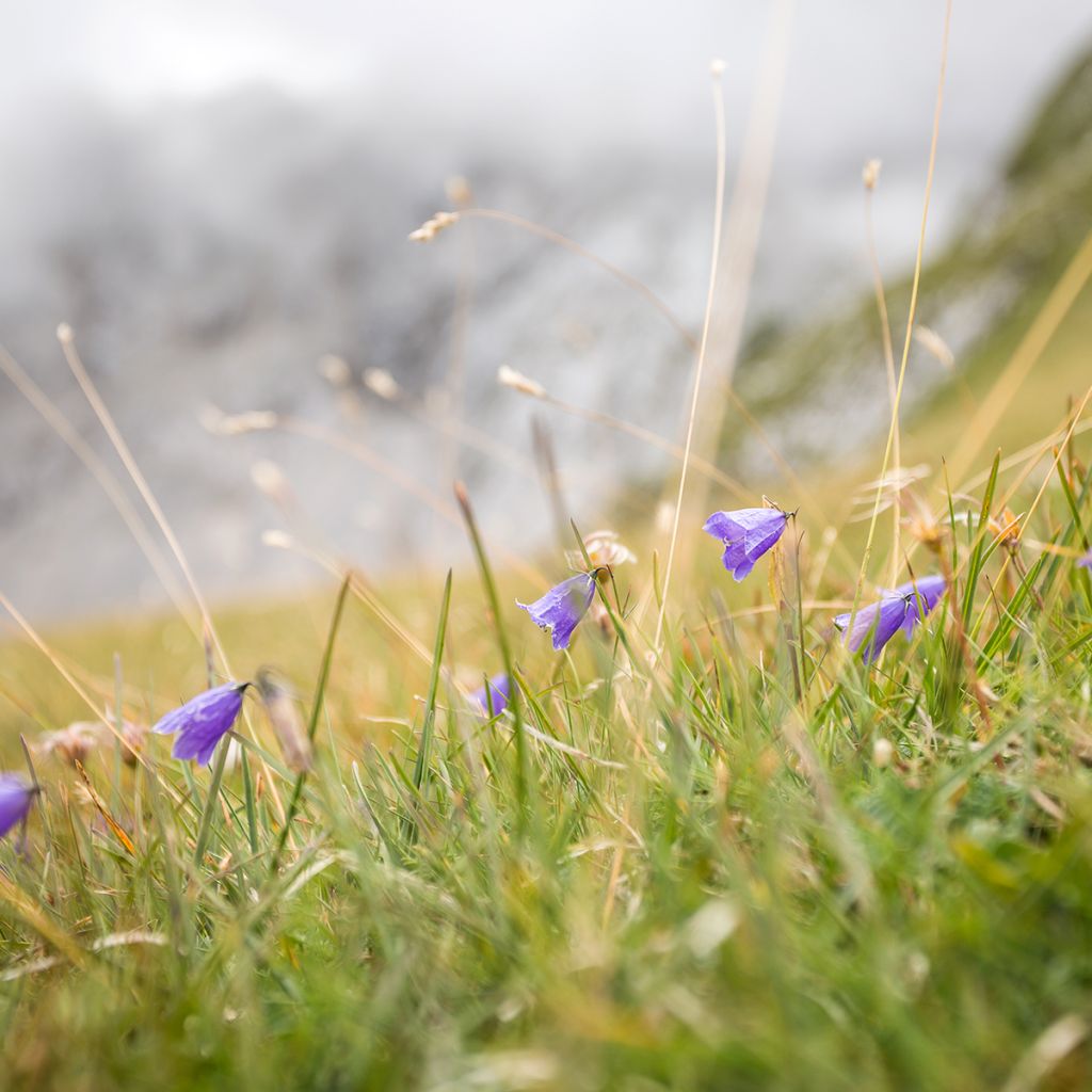 Campanula rotundifolia - Campanula soldanella