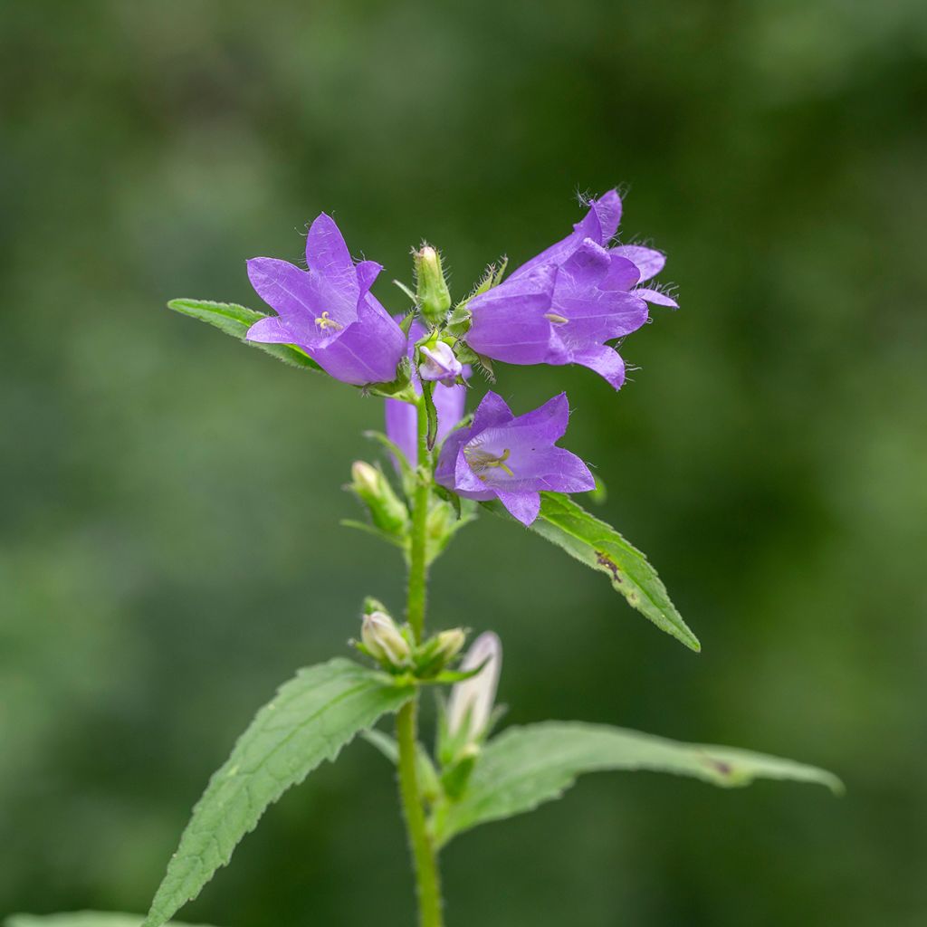 Campanula trachelium - Campanula selvatica