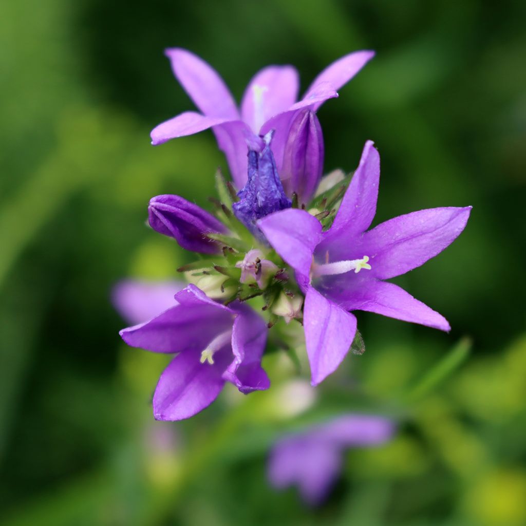 Campanula trachelium - Campanula selvatica