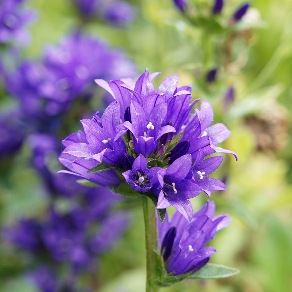 Campanula glomerata Superba - Campanula agglomerata