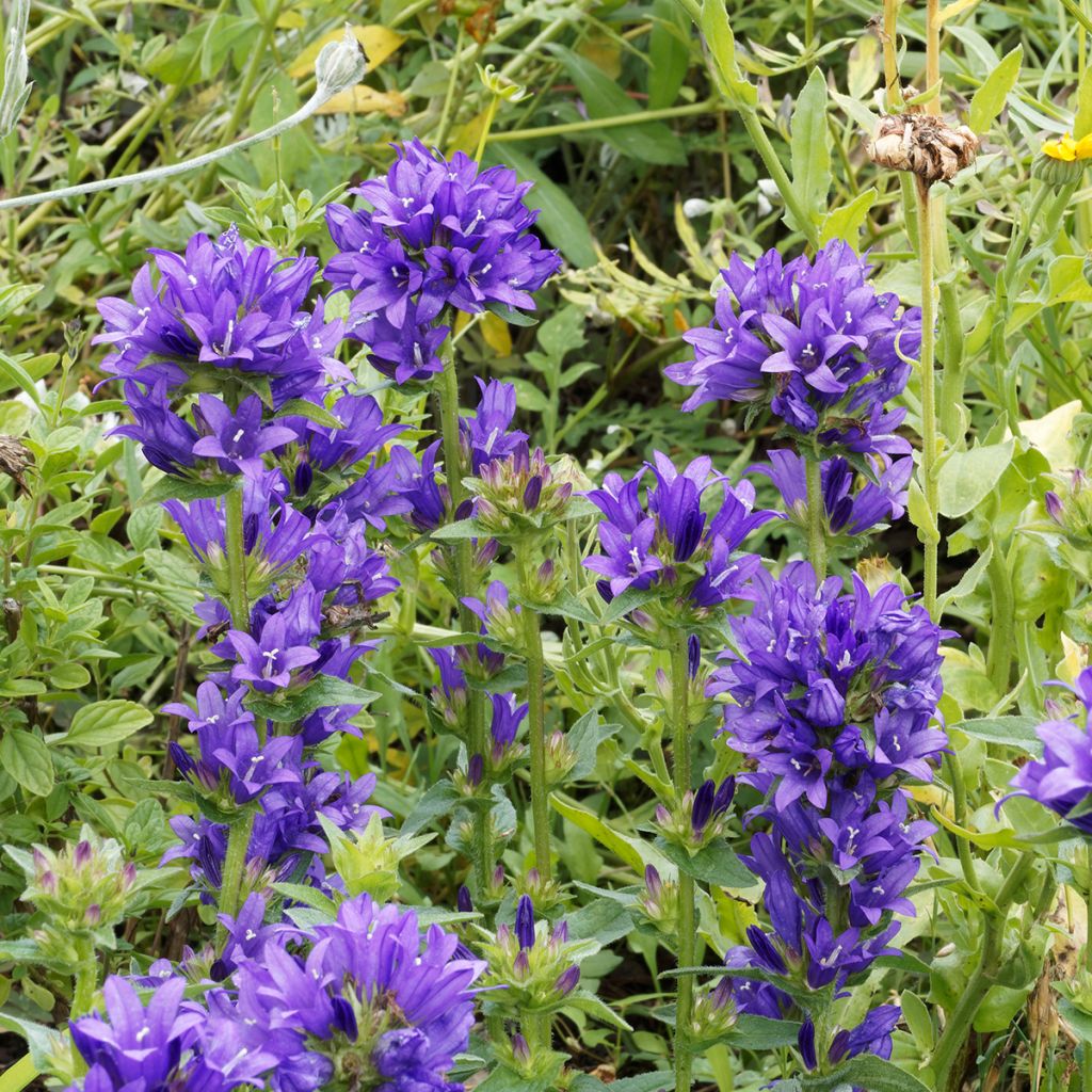 Campanula glomerata Superba - Campanula agglomerata