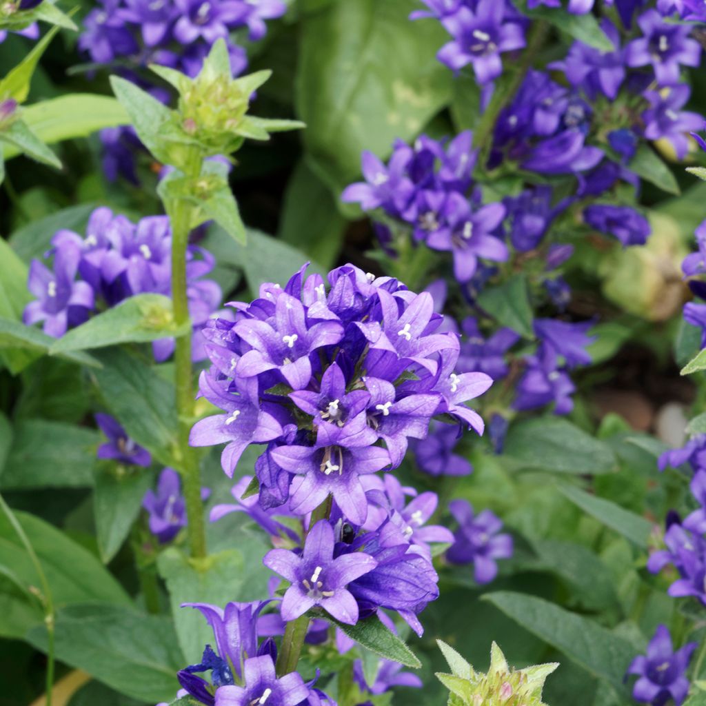 Campanula glomerata Superba - Campanula agglomerata