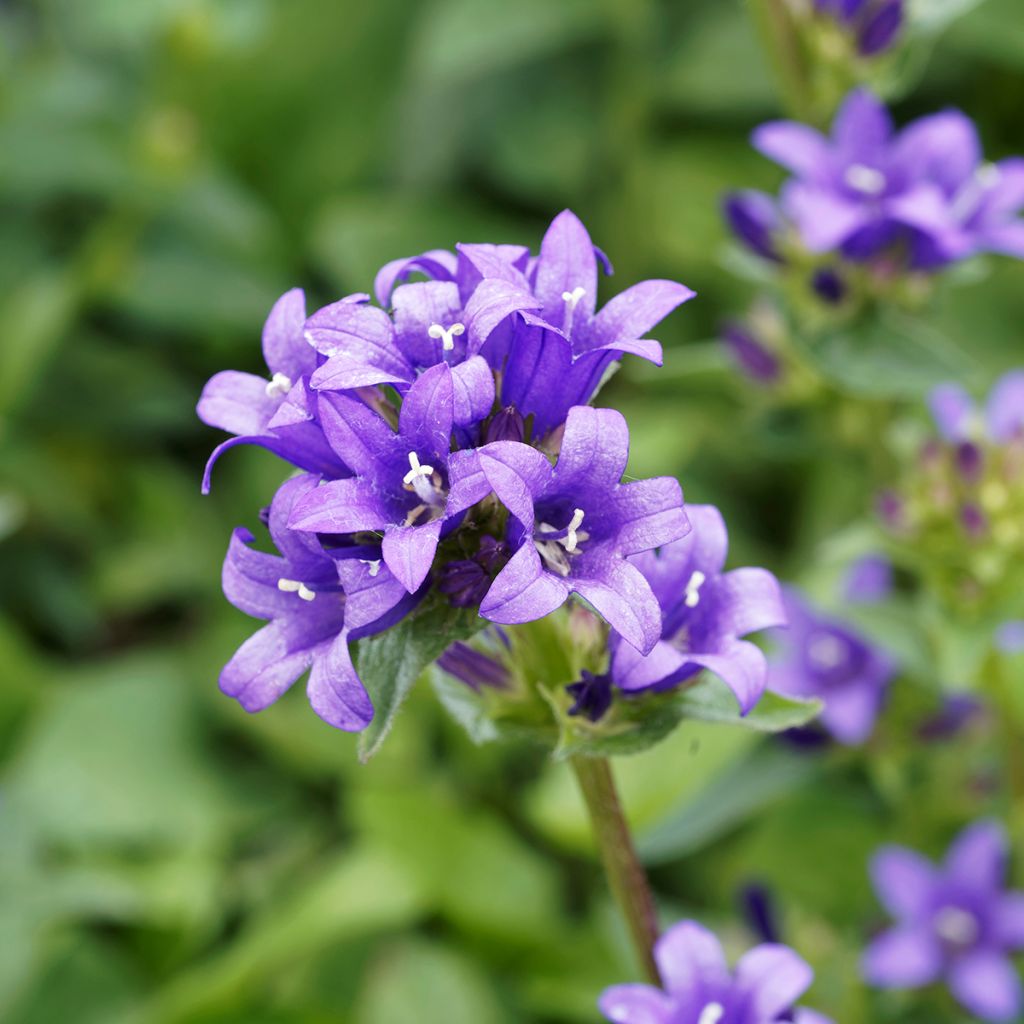 Campanula glomerata Superba - Campanula agglomerata