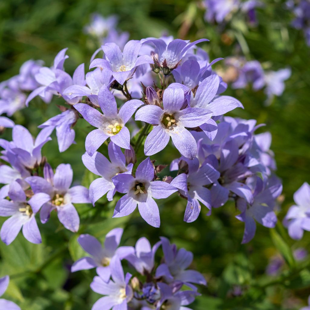 Campanula glomerata Superba - Campanula agglomerata