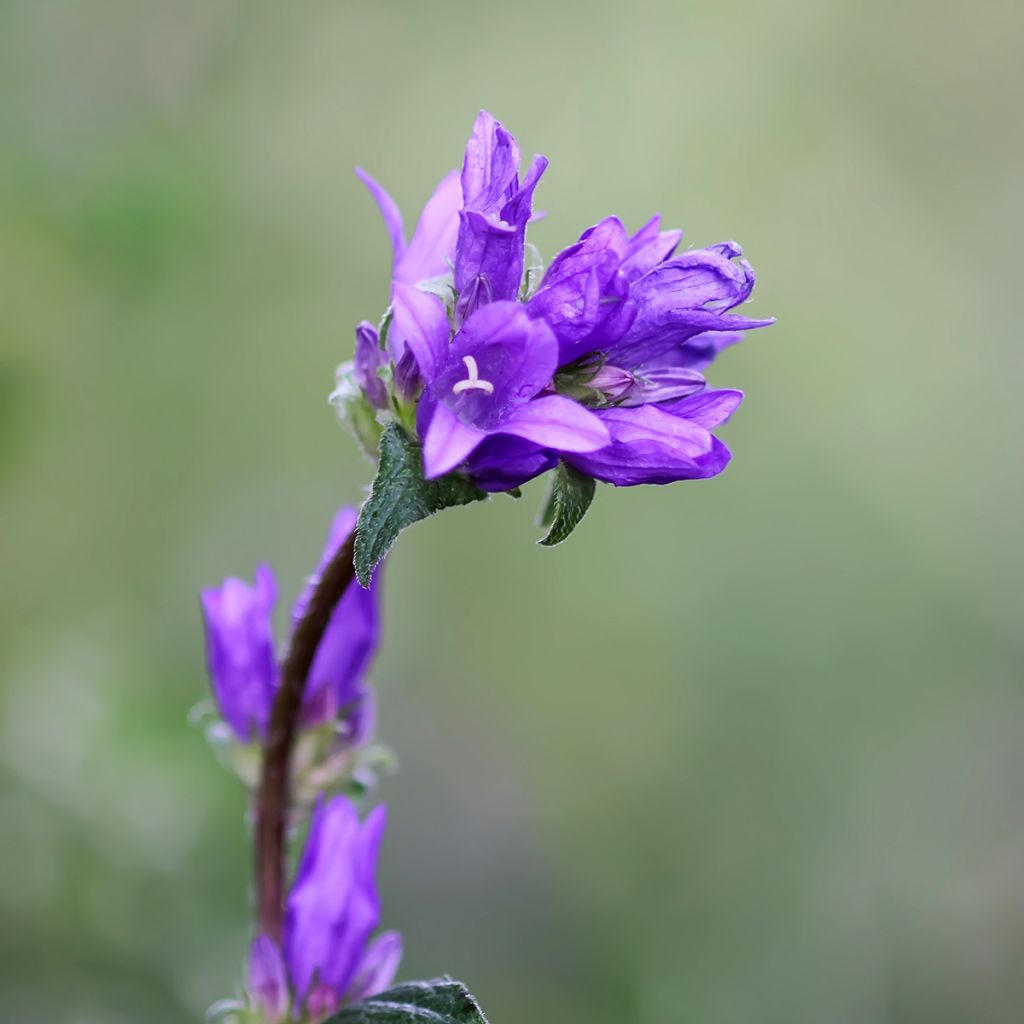 Campanula glomerata Superba - Campanula agglomerata