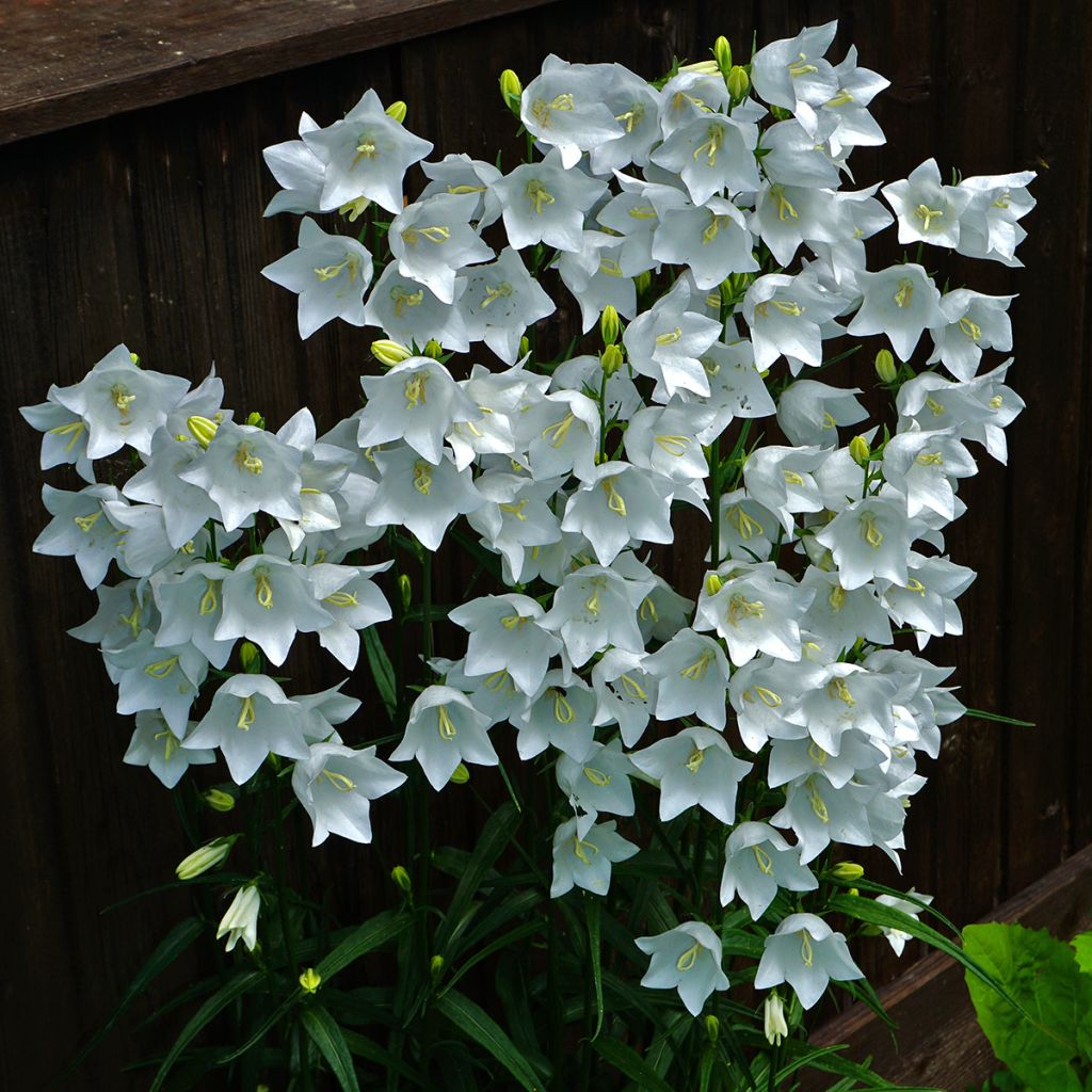 Campanula persicifolia Alba - Campanula con foglie di pesco