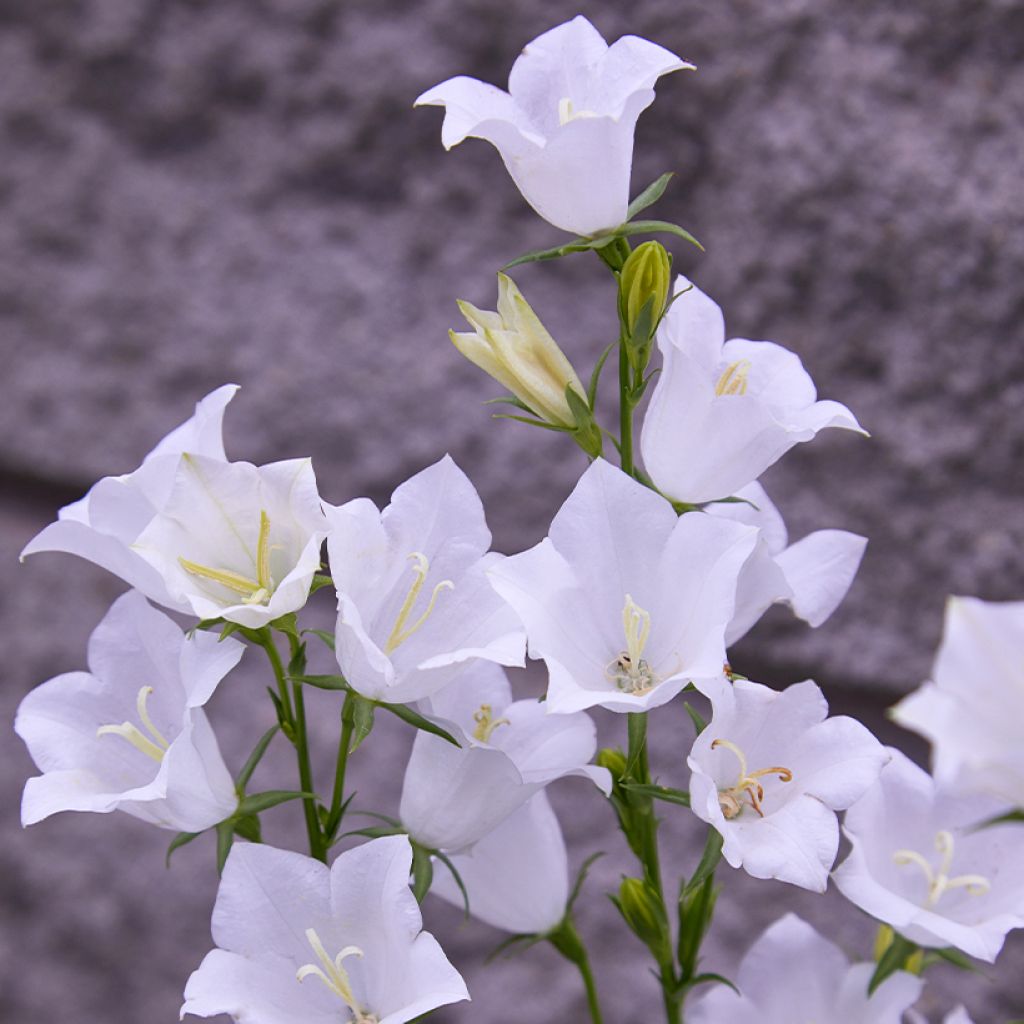 Campanula persicifolia Alba - Campanula con foglie di pesco