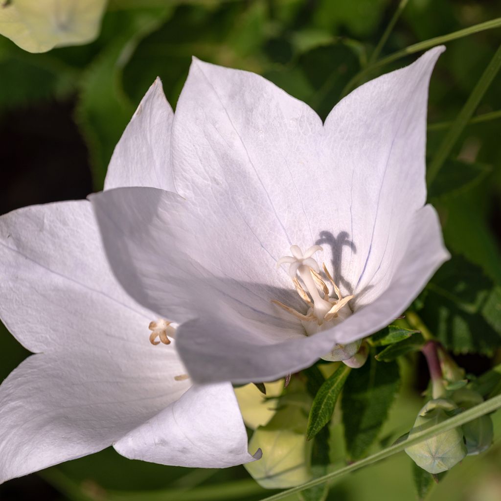 Campanula persicifolia Alba - Campanula con foglie di pesco