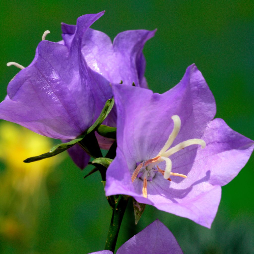 Campanula persicifolia - Campanula con foglie di pesco