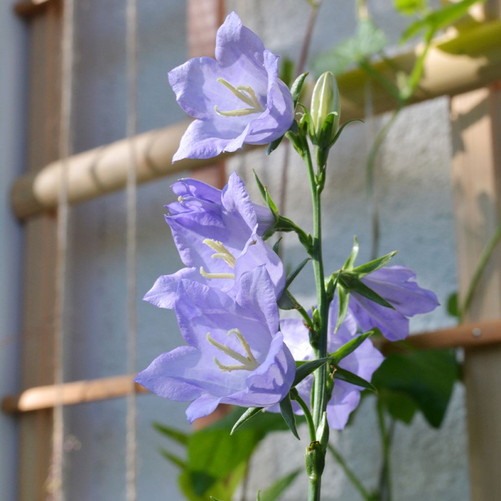 Campanula persicifolia - Campanula con foglie di pesco