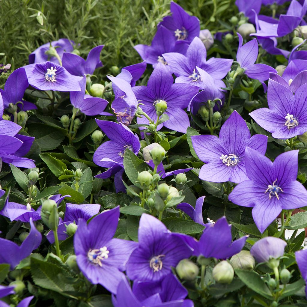 Campanula persicifolia - Campanula con foglie di pesco