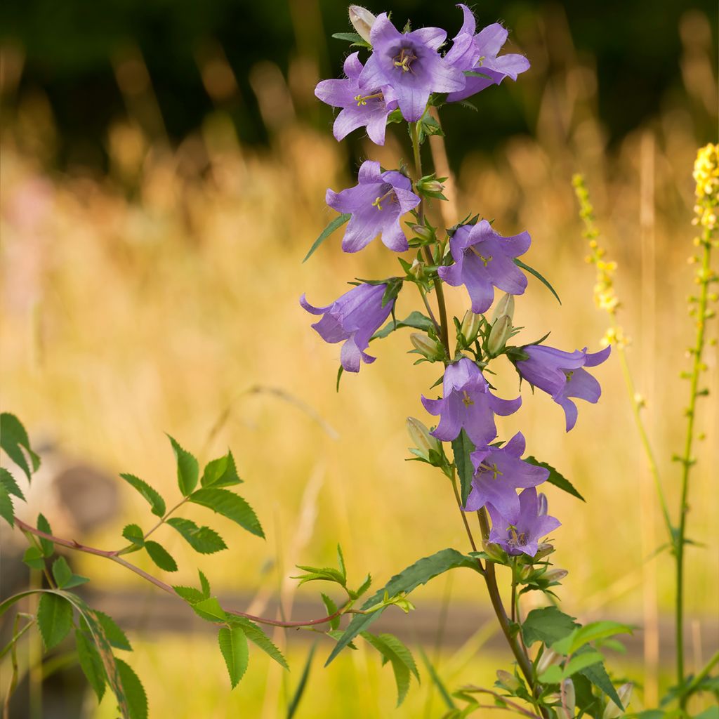 Campanula persicifolia - Campanula con foglie di pesco