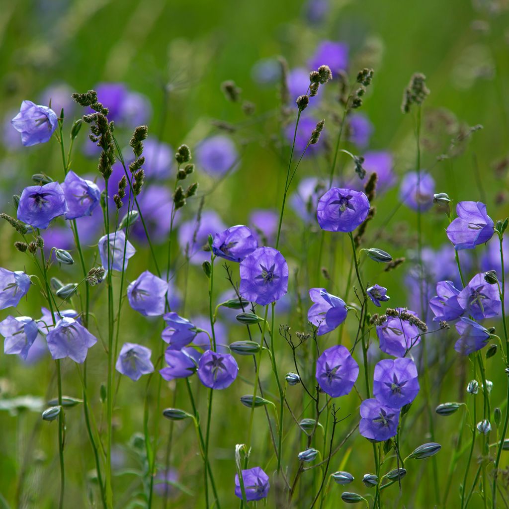 Campanula persicifolia - Campanula con foglie di pesco