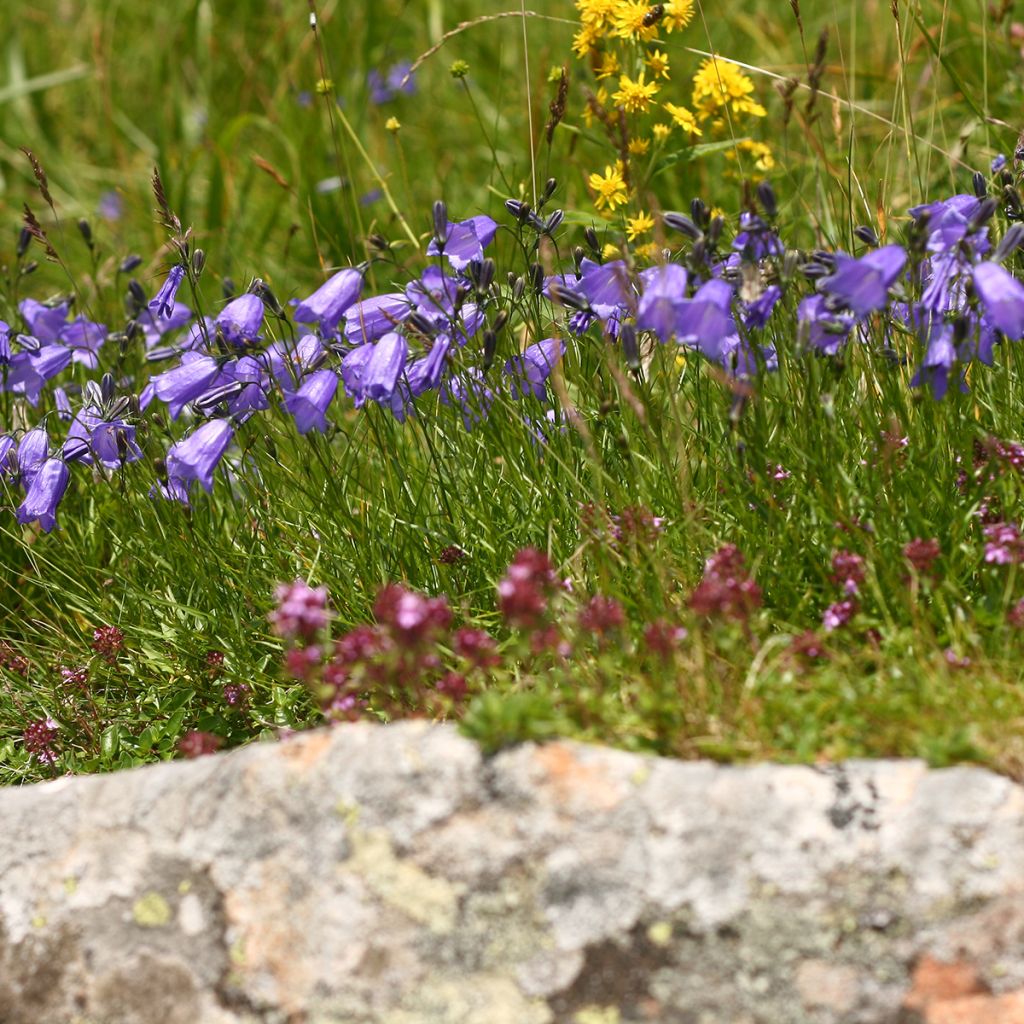 Campanula persicifolia - Campanula con foglie di pesco