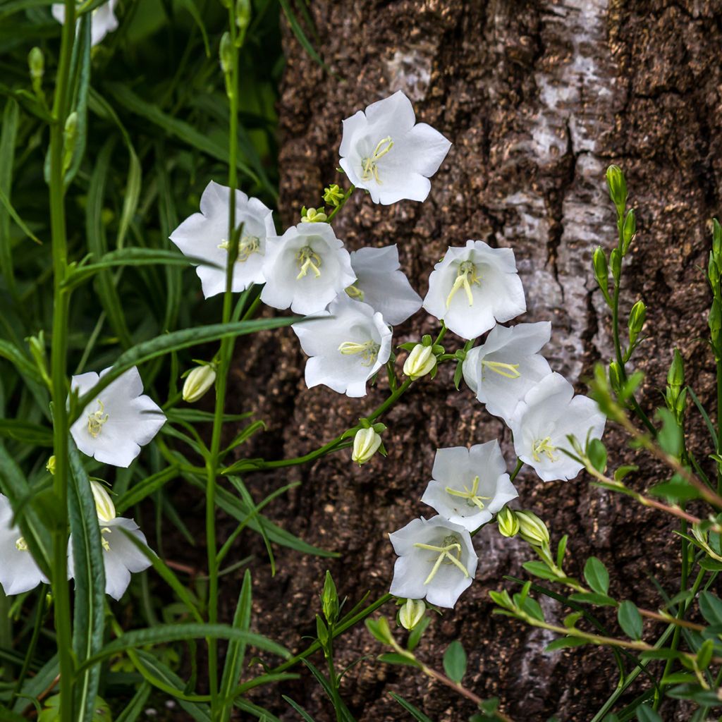 Campanula carpatica Alba - Campanula dei Carpazi