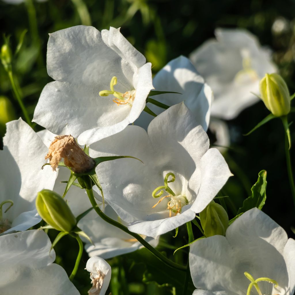 Campanula carpatica Alba - Campanula dei Carpazi