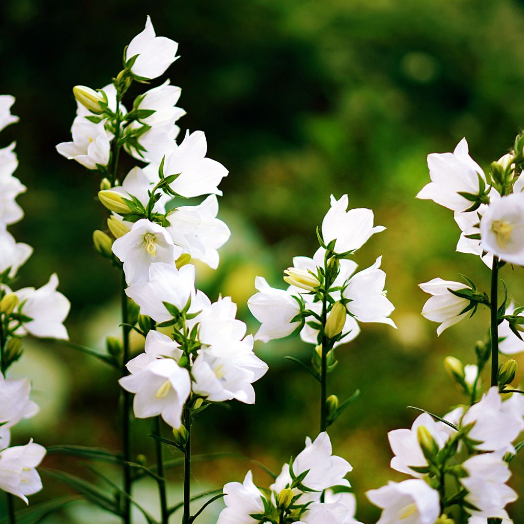 Campanula carpatica Clips White - Campanula dei Carpazi