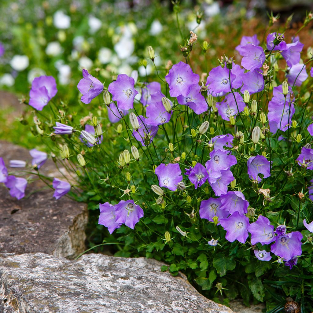 Campanula carpatica Clips Blue - Campanula dei Carpazi