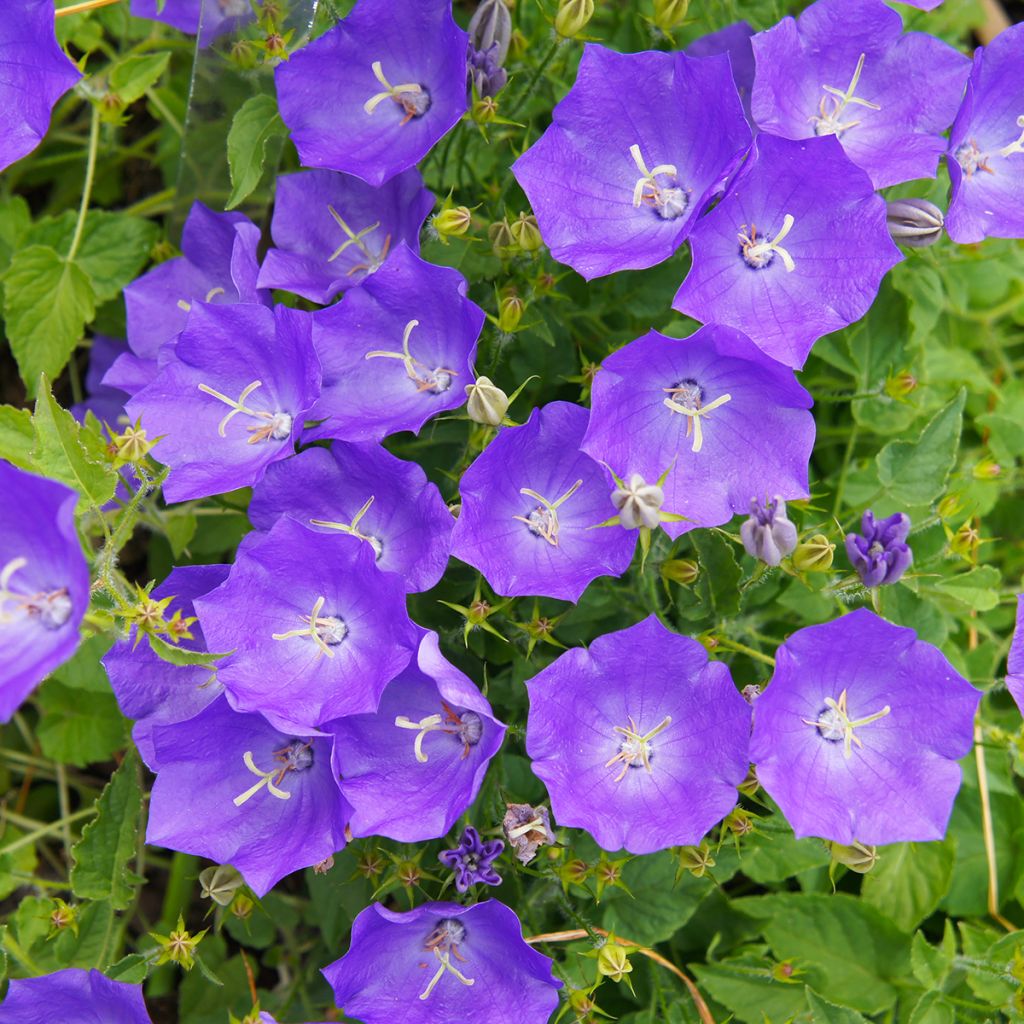 Campanula carpatica Clips Blue - Campanula dei Carpazi