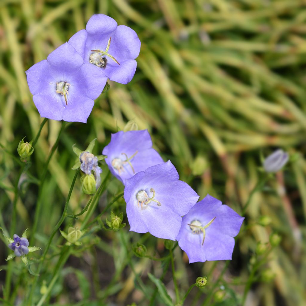 Campanula carpatica Clips Blue - Campanula dei Carpazi