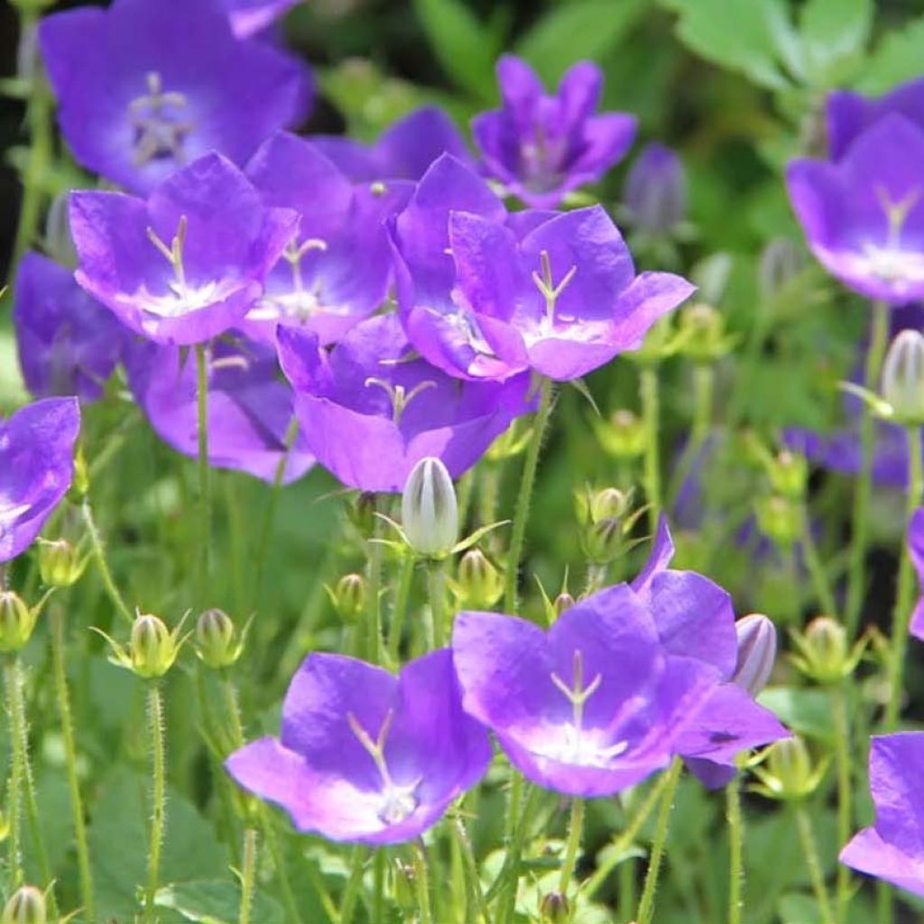 Campanula carpatica Clips Blue - Campanula dei Carpazi