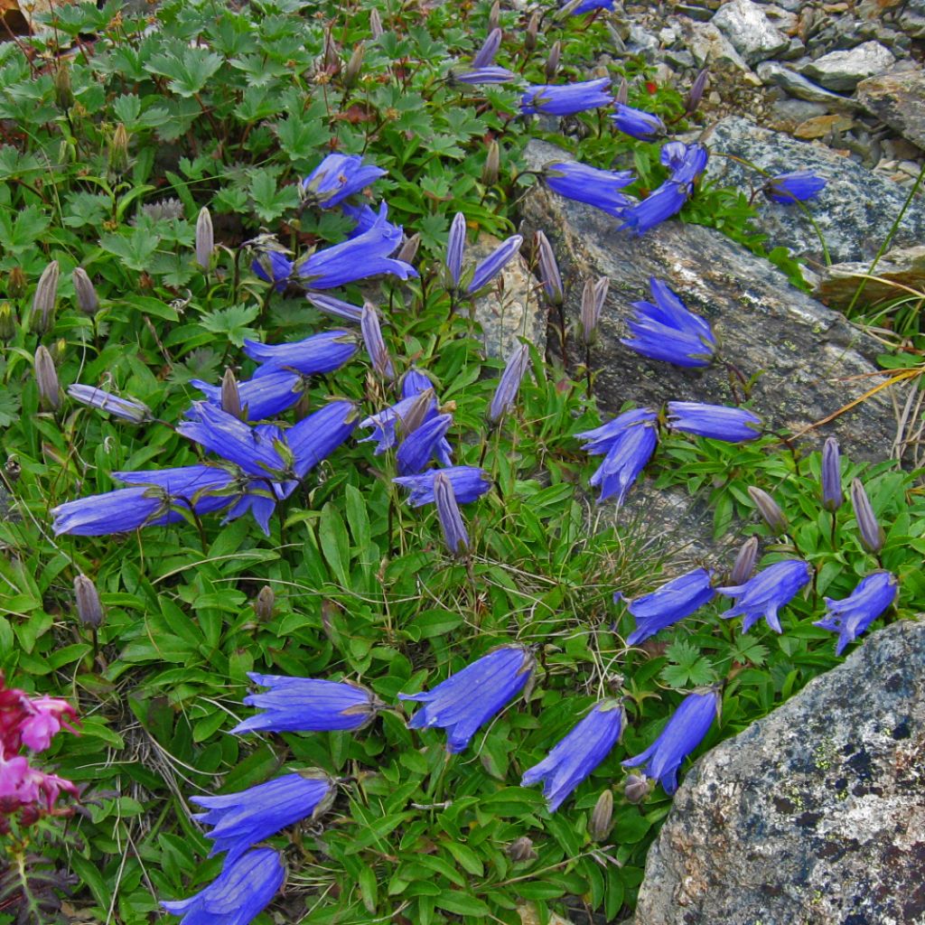 Campanule chamissonii Major