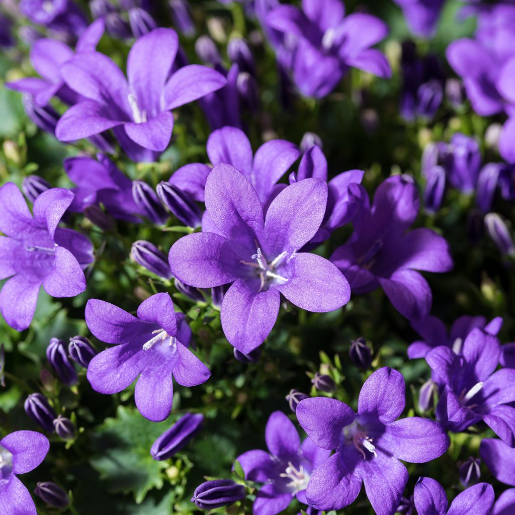 Campanula cochleariifolia Bavaria Blue - Campanula dei ghiaioni