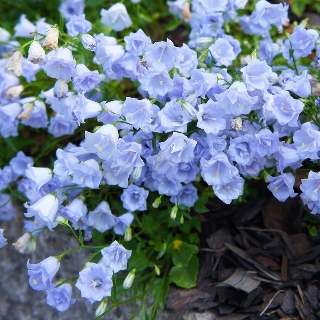 Campanula cochleariifolia Elizabeth Oliver - Campanula dei ghiaioni